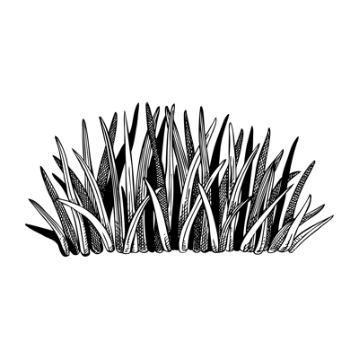 Spring meadow and grass drawing in engraved style. Field plants sketch. Decorative wild leaves vector illustration isolated on white background